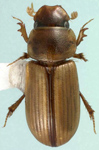 Aidophus flaveolus